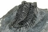 Detailed Coltraneia Trilobite Fossil - Huge Faceted Eyes #328574-4